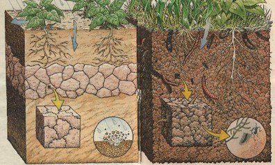 Ilustração em corte comparando solo compactado e pobre com solo escuro, solto e rico em matéria orgânica e raízes