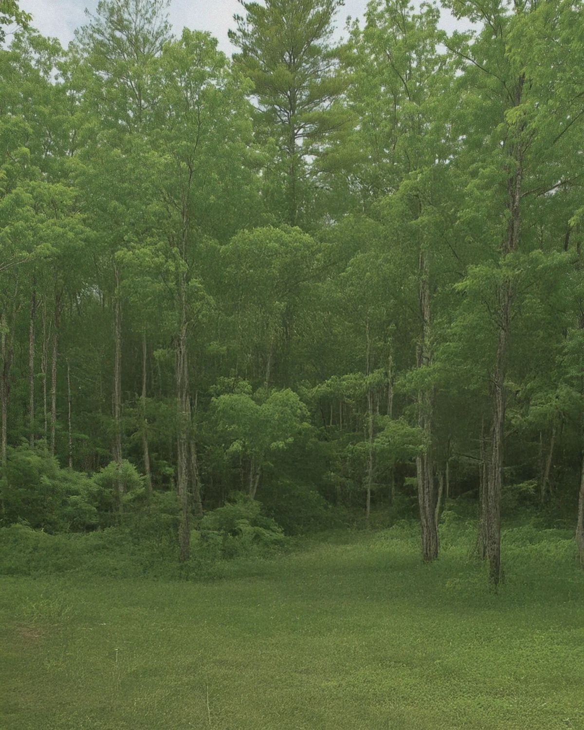 Dense green forest with tall, slender tree trunks and layered foliage creating natural depth.