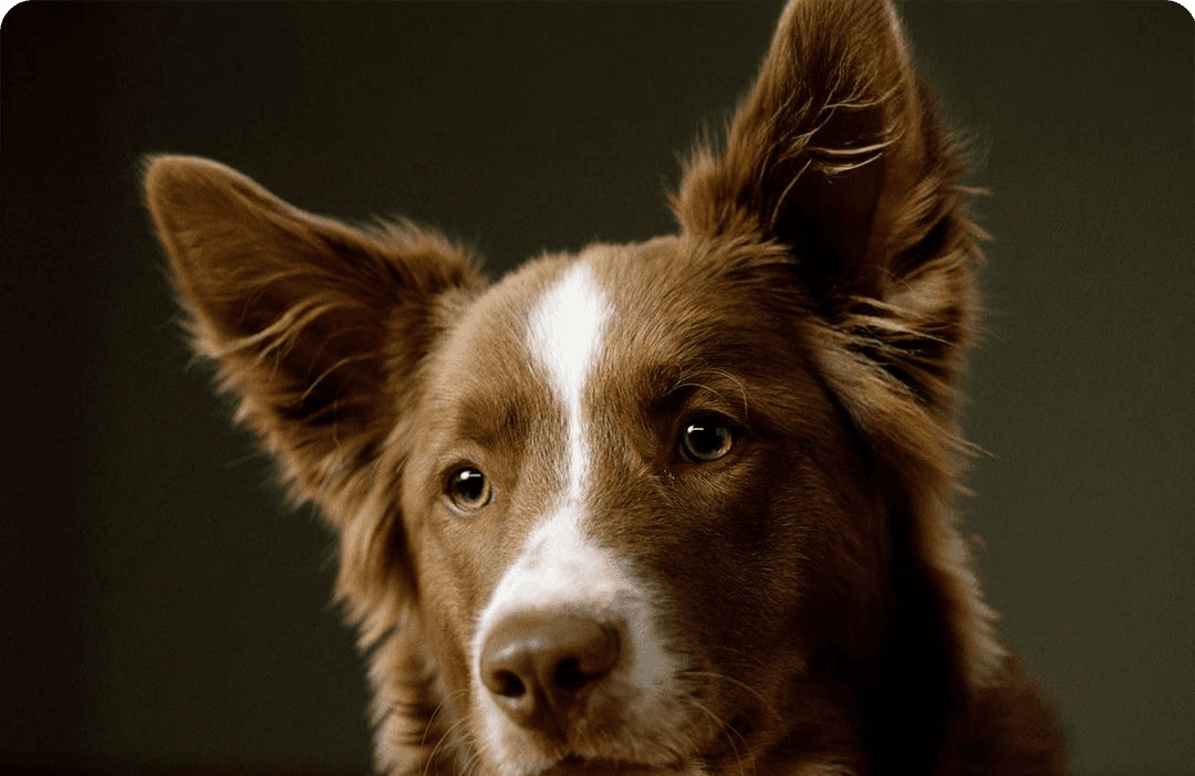 Otter (Otti) Albon Pets