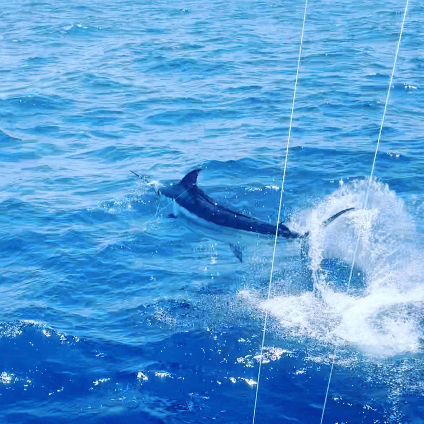Sailfish jumping boatside