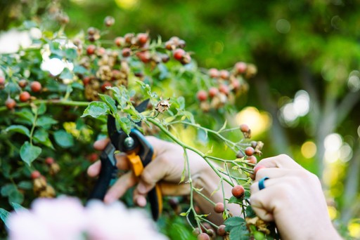 Utah landscaper shaping overgrown hedge