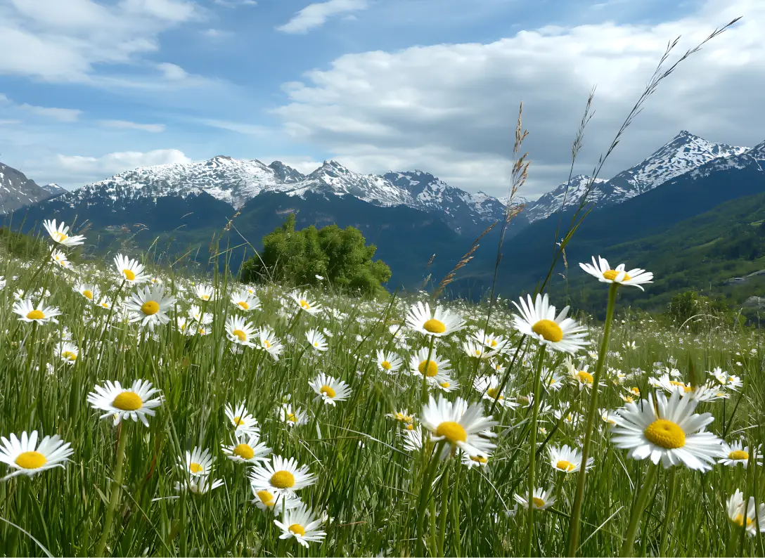image of landscape