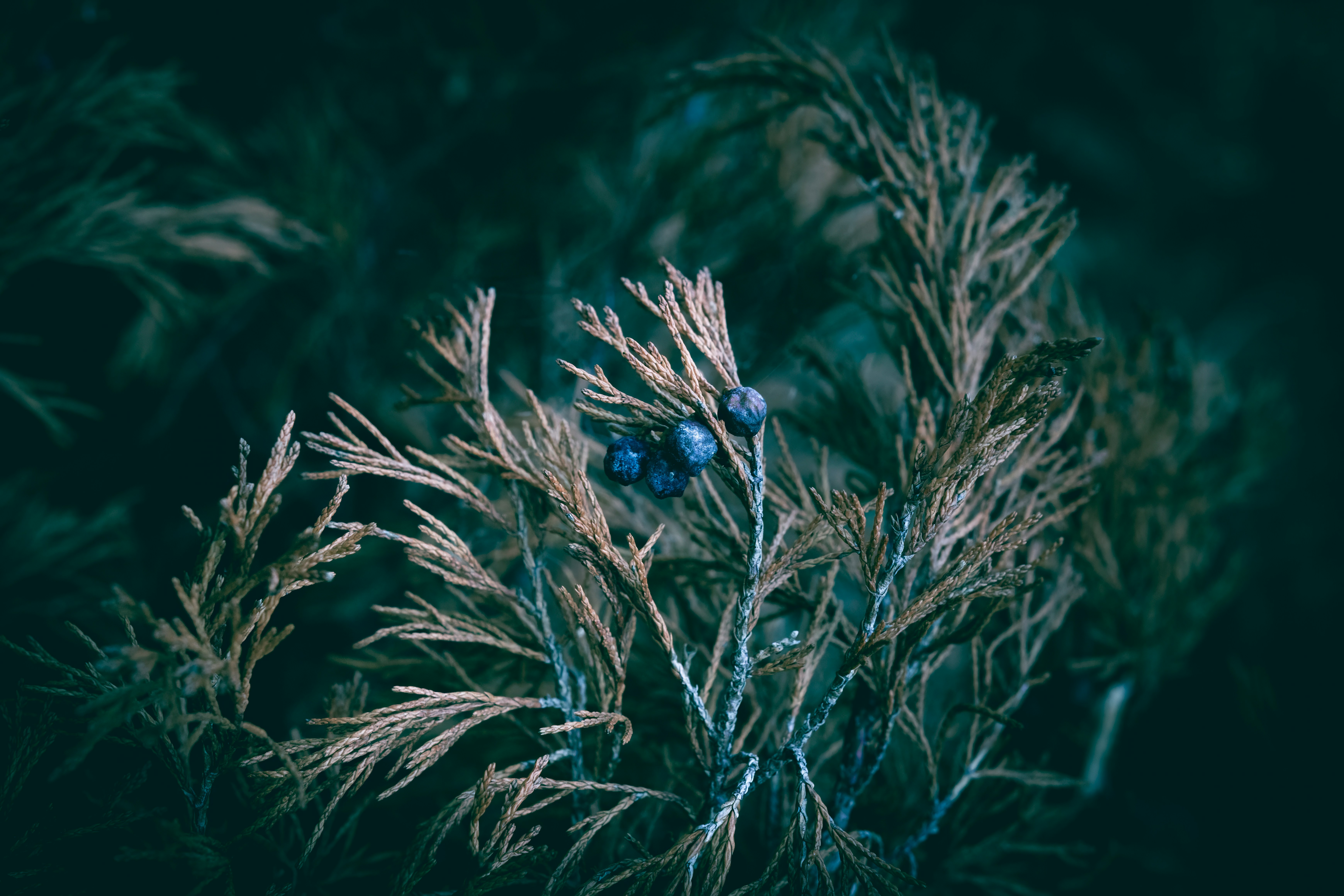 Canary Island Juniper plant