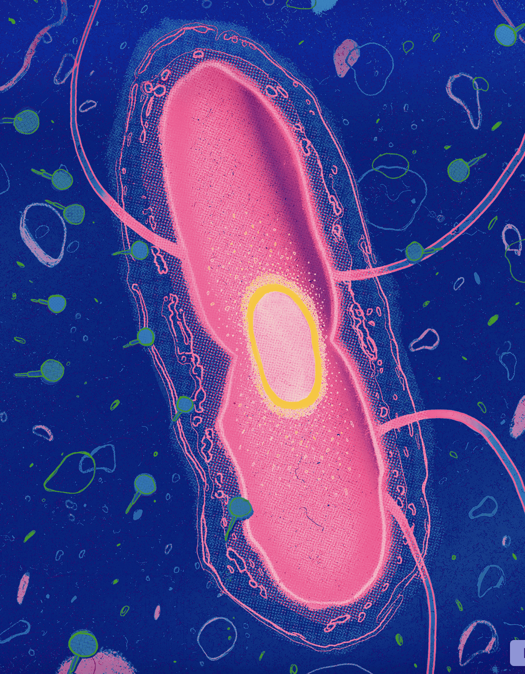 cellular hydration illustration 2
