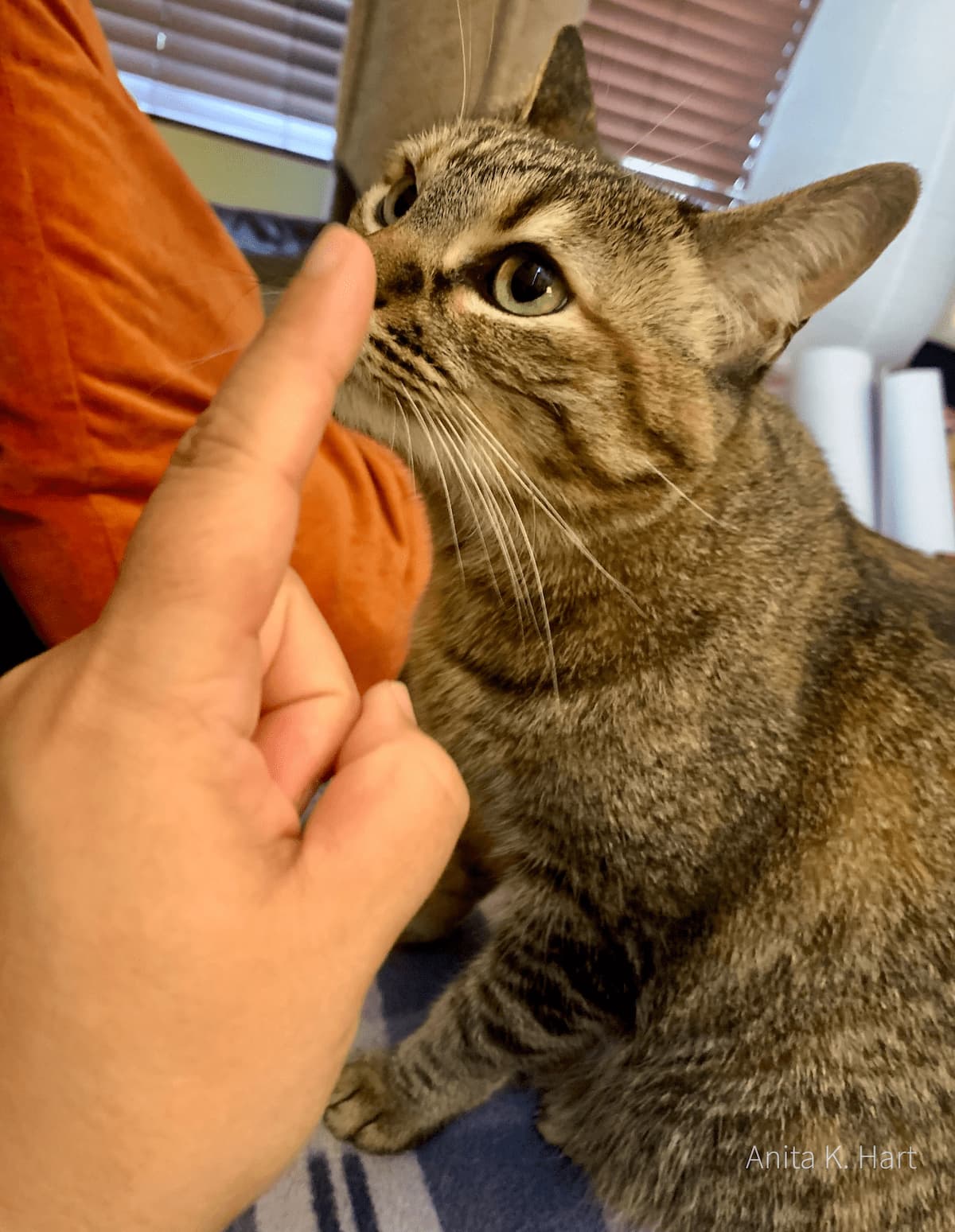 cute multi-color tabby cat with nose getting booped