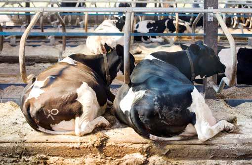 CPI Study a “Game Changer” for EnviroSystems