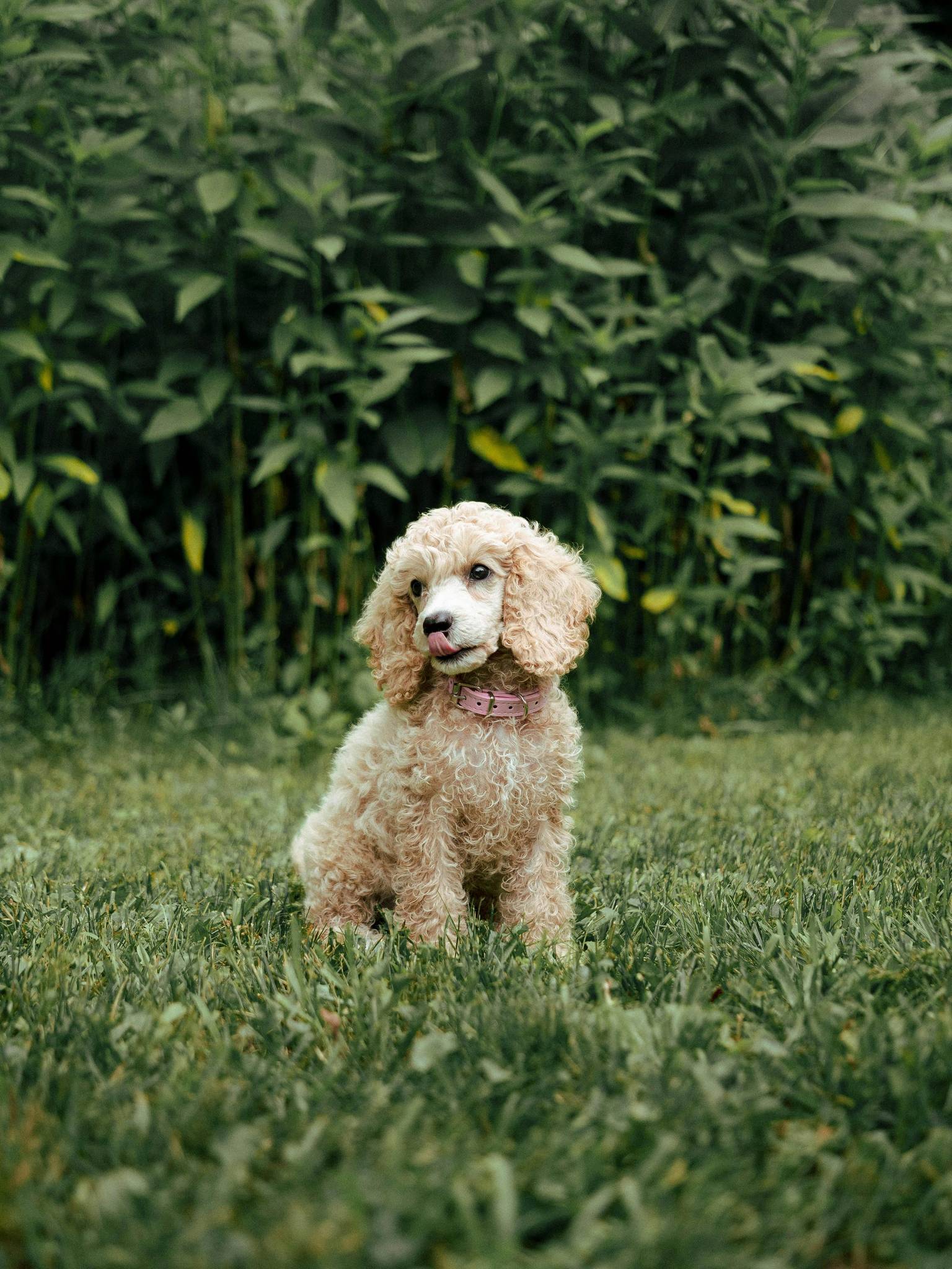 Poodle: A Guide to This Intelligent and Classy Breed
