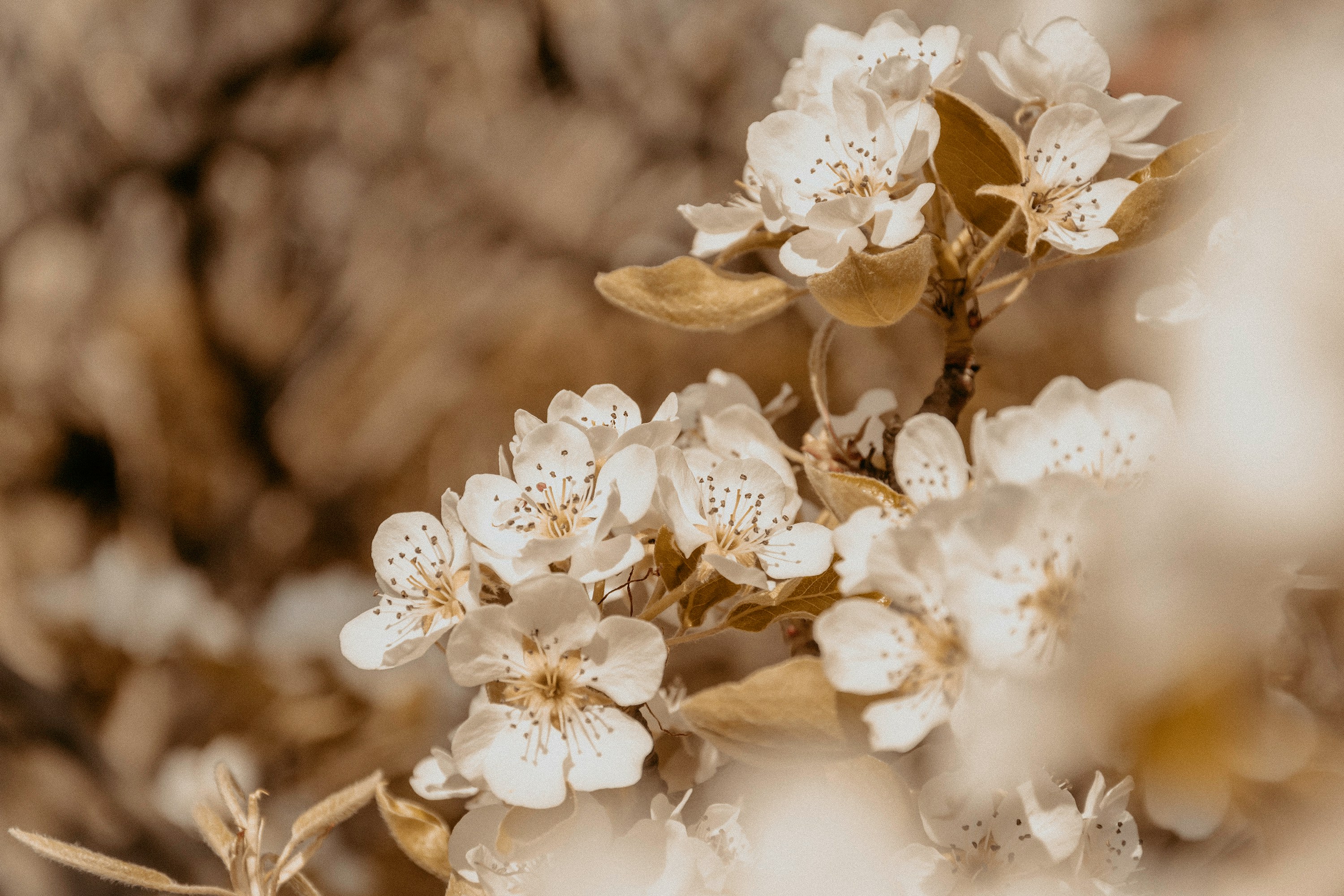 white flowers in tilt shift lens