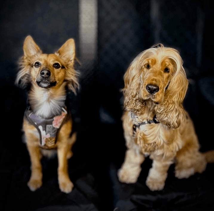 Złotowłose pieski - Gaja i Zuzia