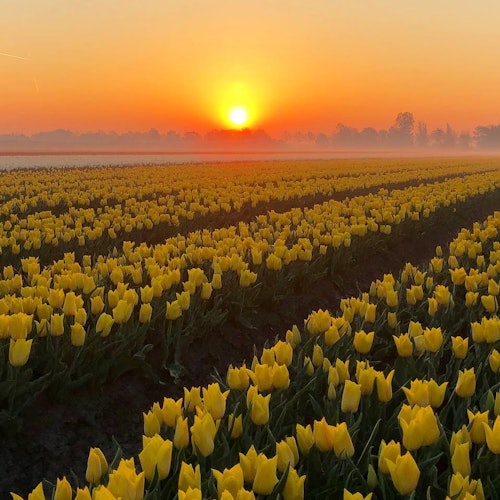 Polja tulipana u suton