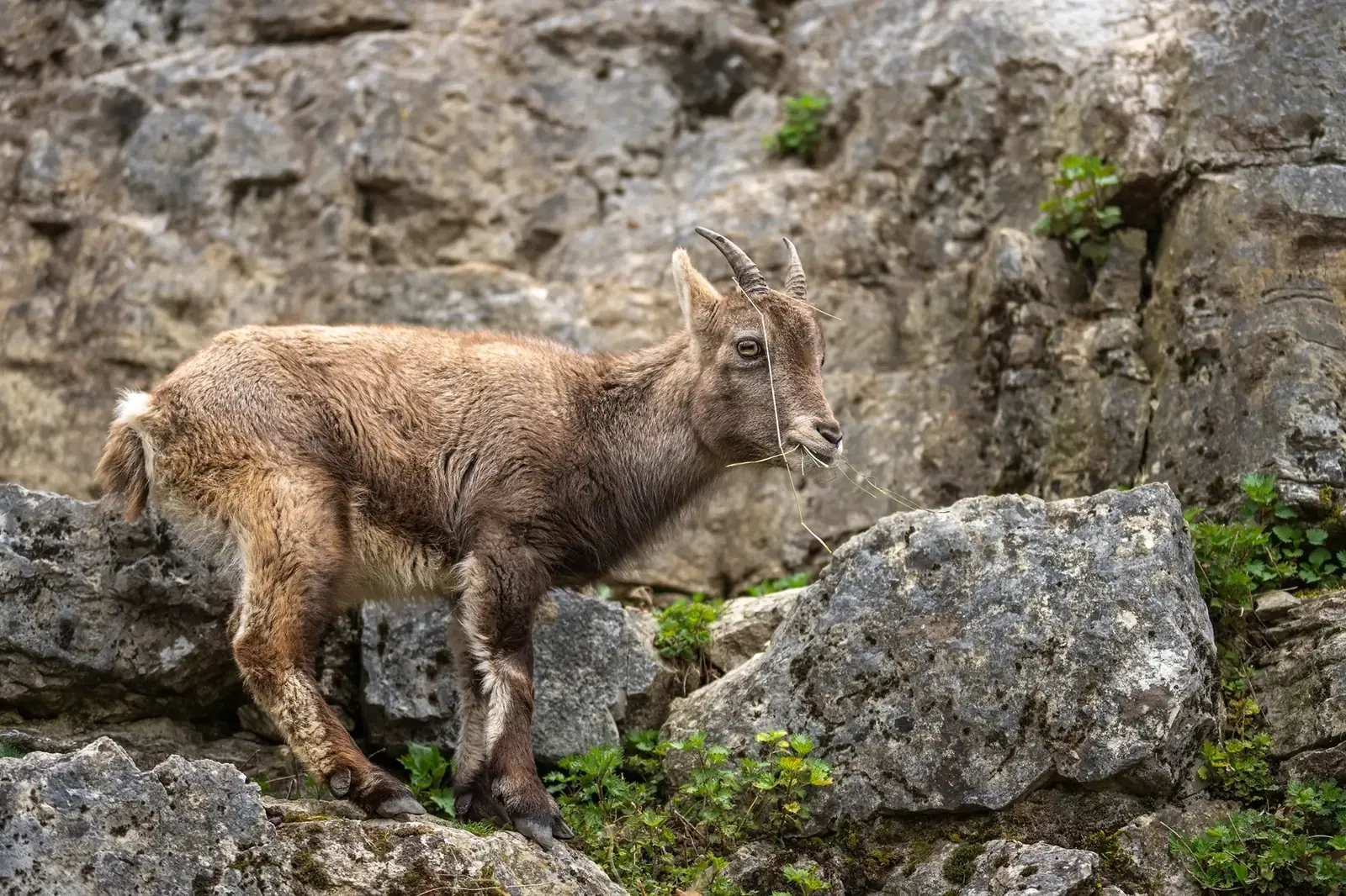 Junger Steinbock im Tierpark Biel