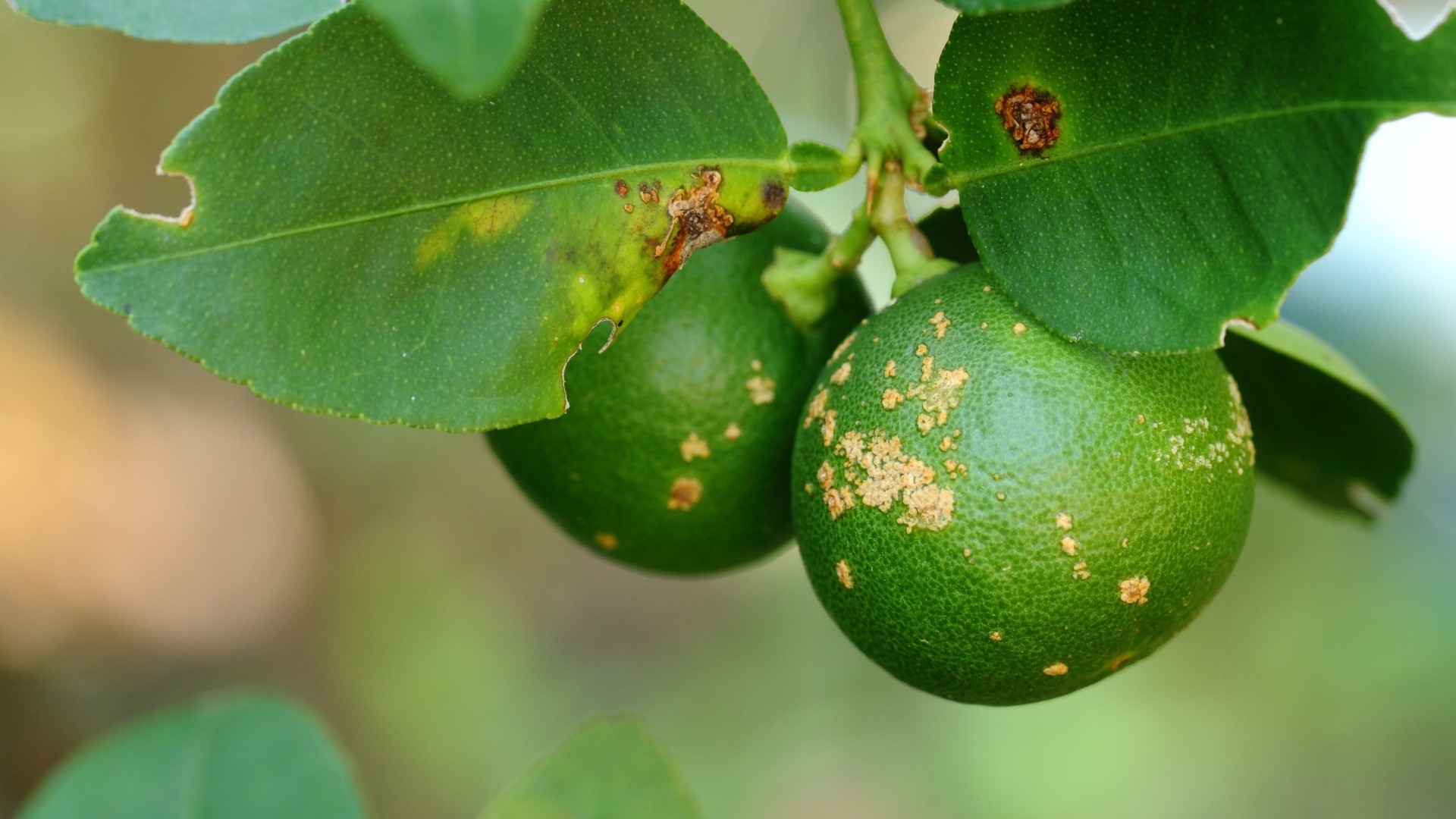 Classification Based on Mode of Spread