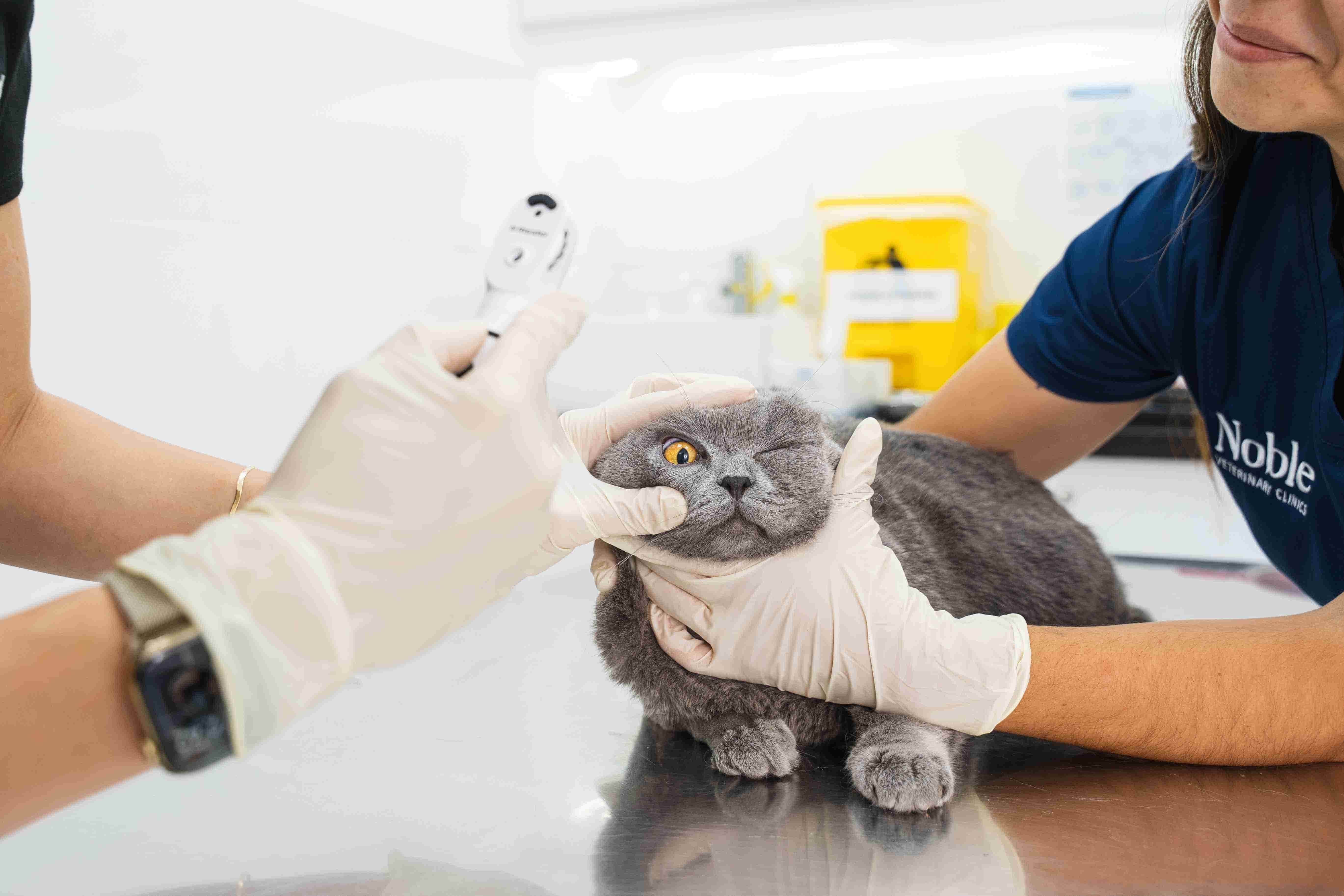 Veterinary Treatment Protocols: What to Expect