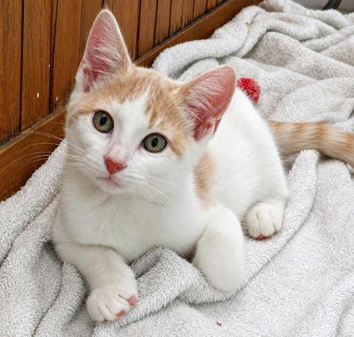 Adoptable Cats in Hardeeville, SC | Raskel's Rescue