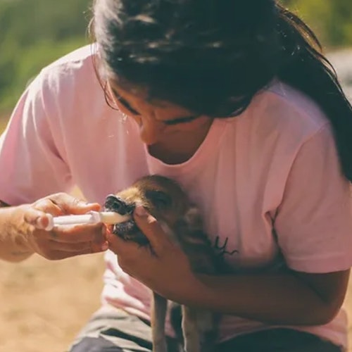 Fundación de la Reserva Forestal Salvaje