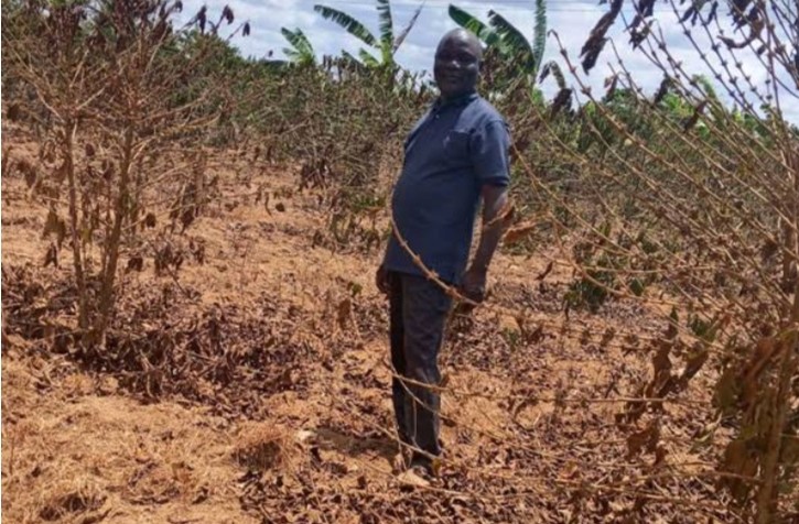 Uganda: coffee trees on a farm without irrigation after a prolonged dry spell. Photo: Kickstart International.