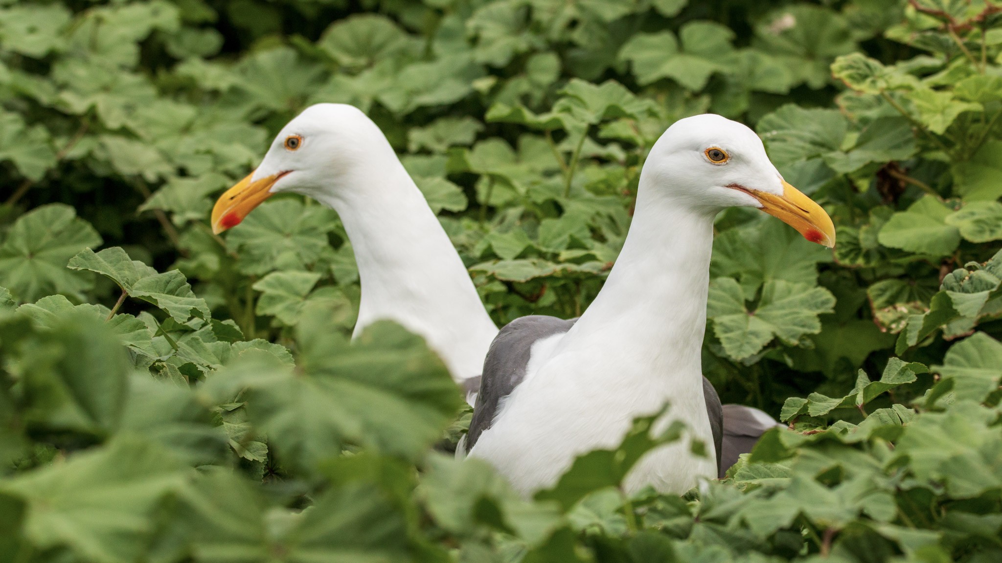 two seagulls looking right and left in a field of leaves