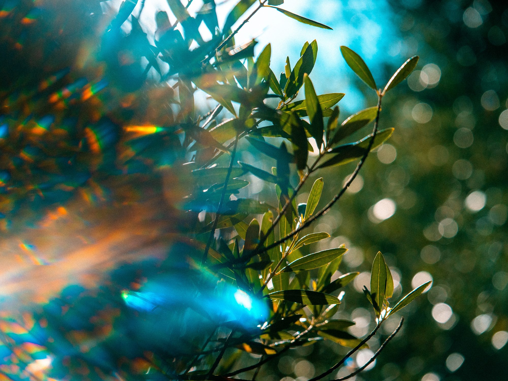 Close-up of colorful ornaments and greenery on a Christmas tree, creating a festive atmosphere.