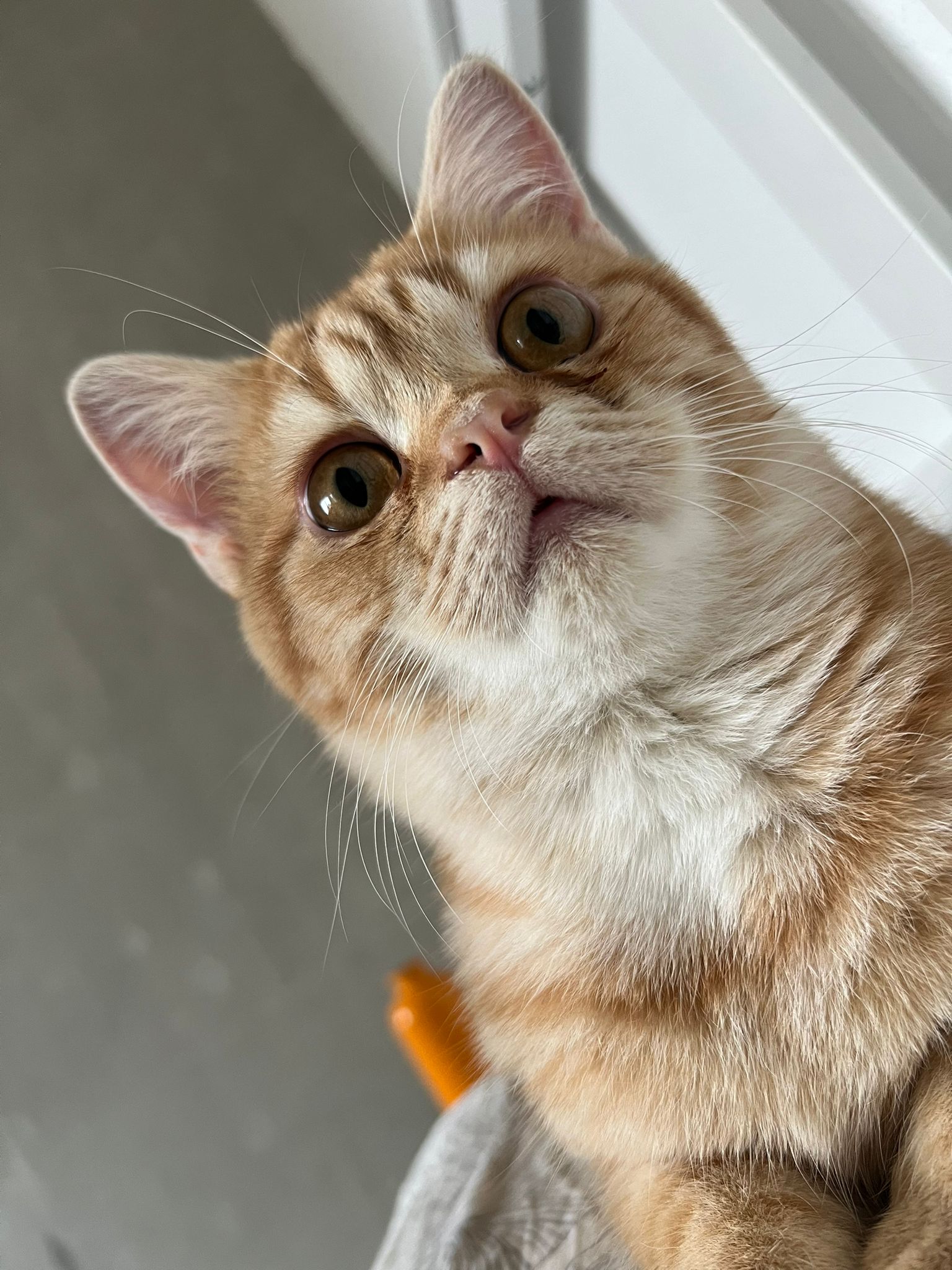 Katzengesicht von vorne unten fotografiert von rotgetiegerten jungen Katze