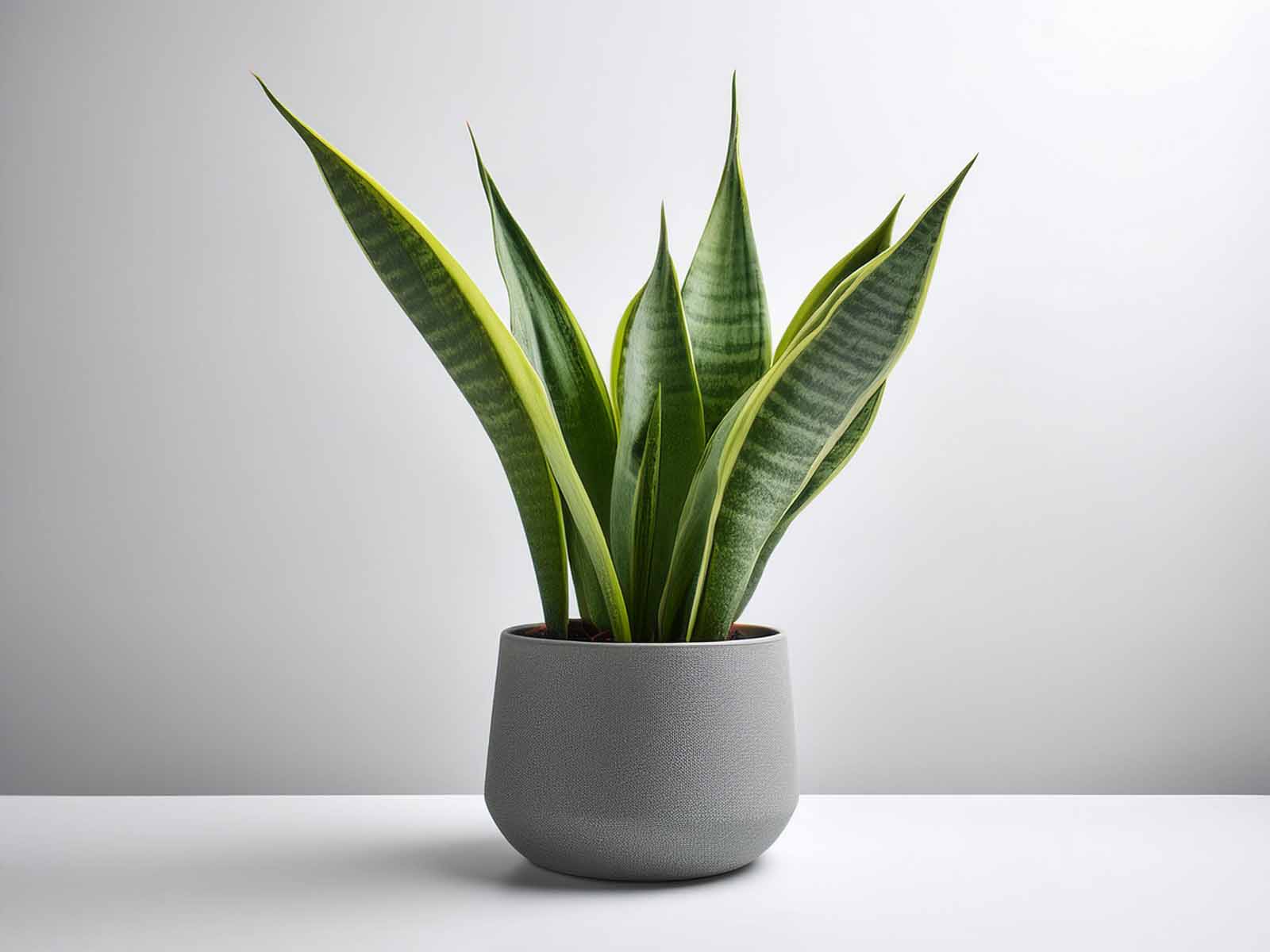Snake Plant with upright, variegated green and yellow leaves in a modern St. Louis office, supplied by Tropical Decor