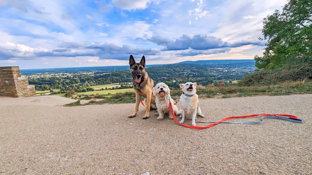 Three dogs outside