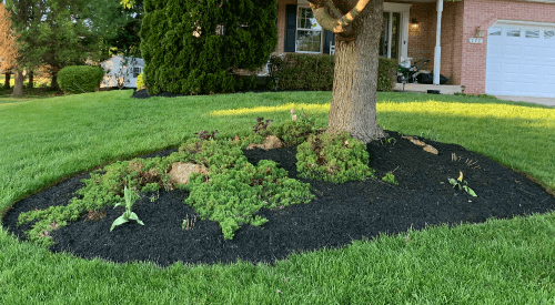 Lawn with new mulch around a tree