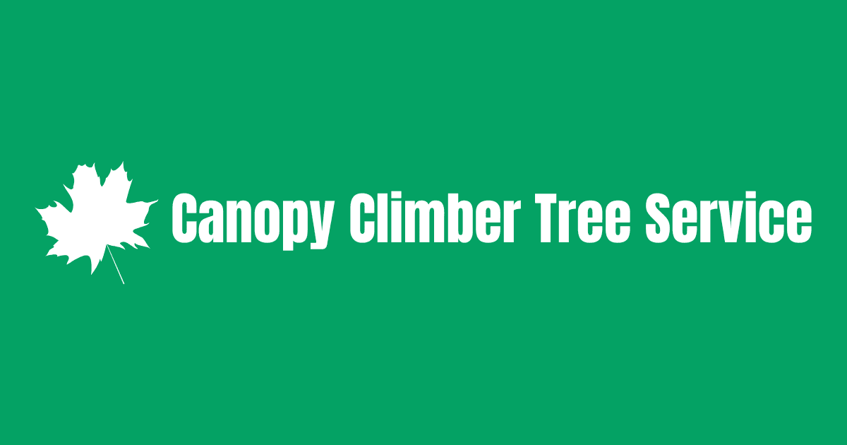 How to Identify and Address Common Tree Diseases by Bunny Hop Creatives