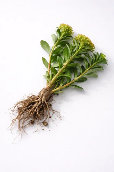 RHODIOLA ROSEA ROOT plant with roots, displayed against a plain white background.