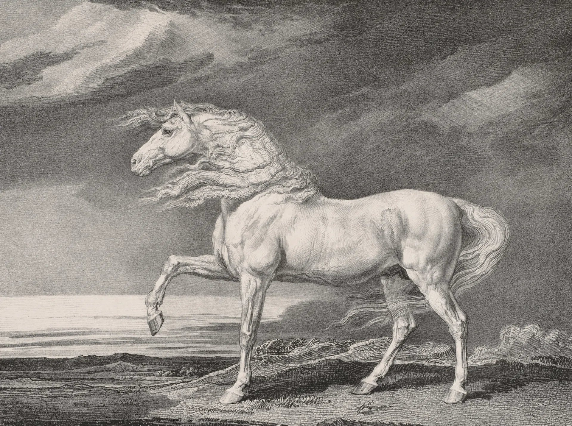 White Stallion in an Open Field