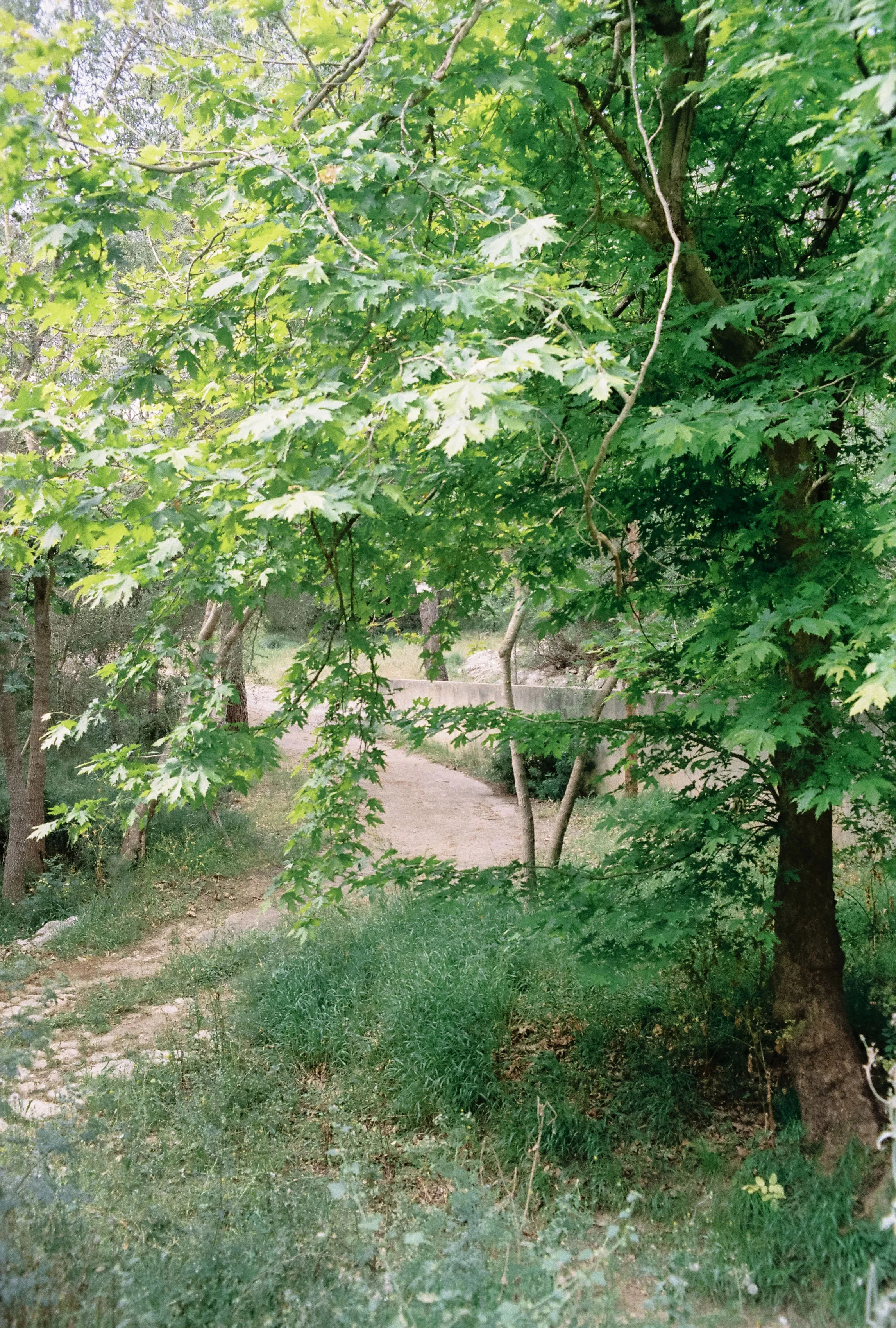 Green forest path