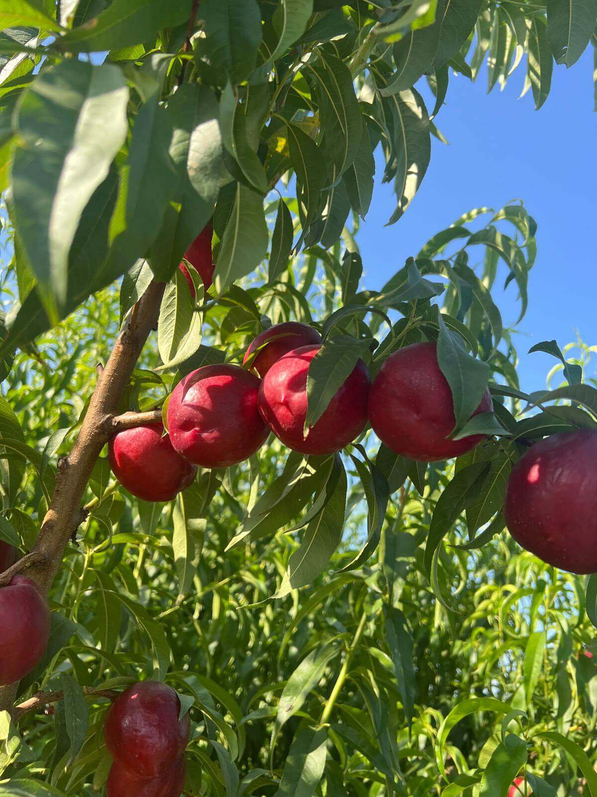 Premium Greek nectarines on tree, fresh export produce