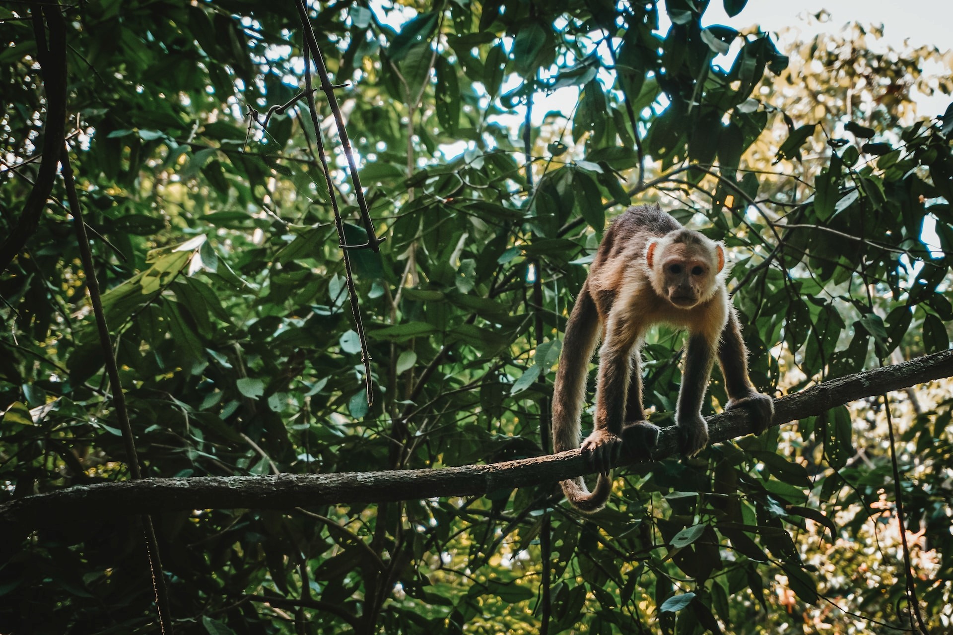 capucin monkey sitting in a tree