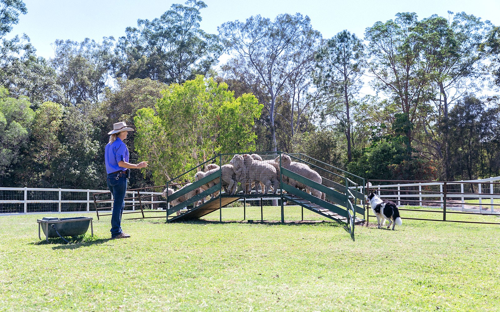 Sheepdog herding sheep at Stockman's show, Paradise Country.