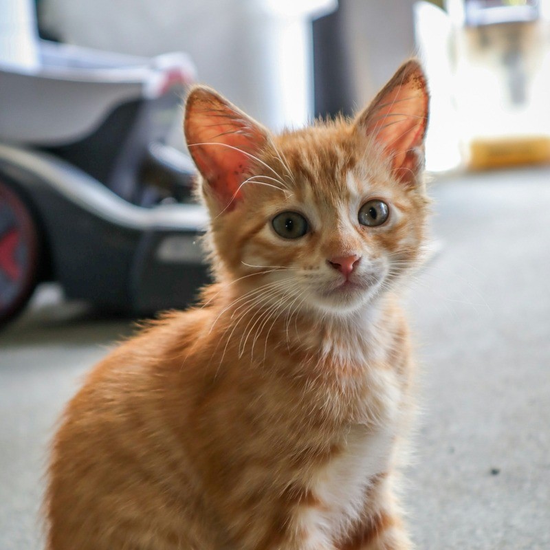 Orange tabby kitten