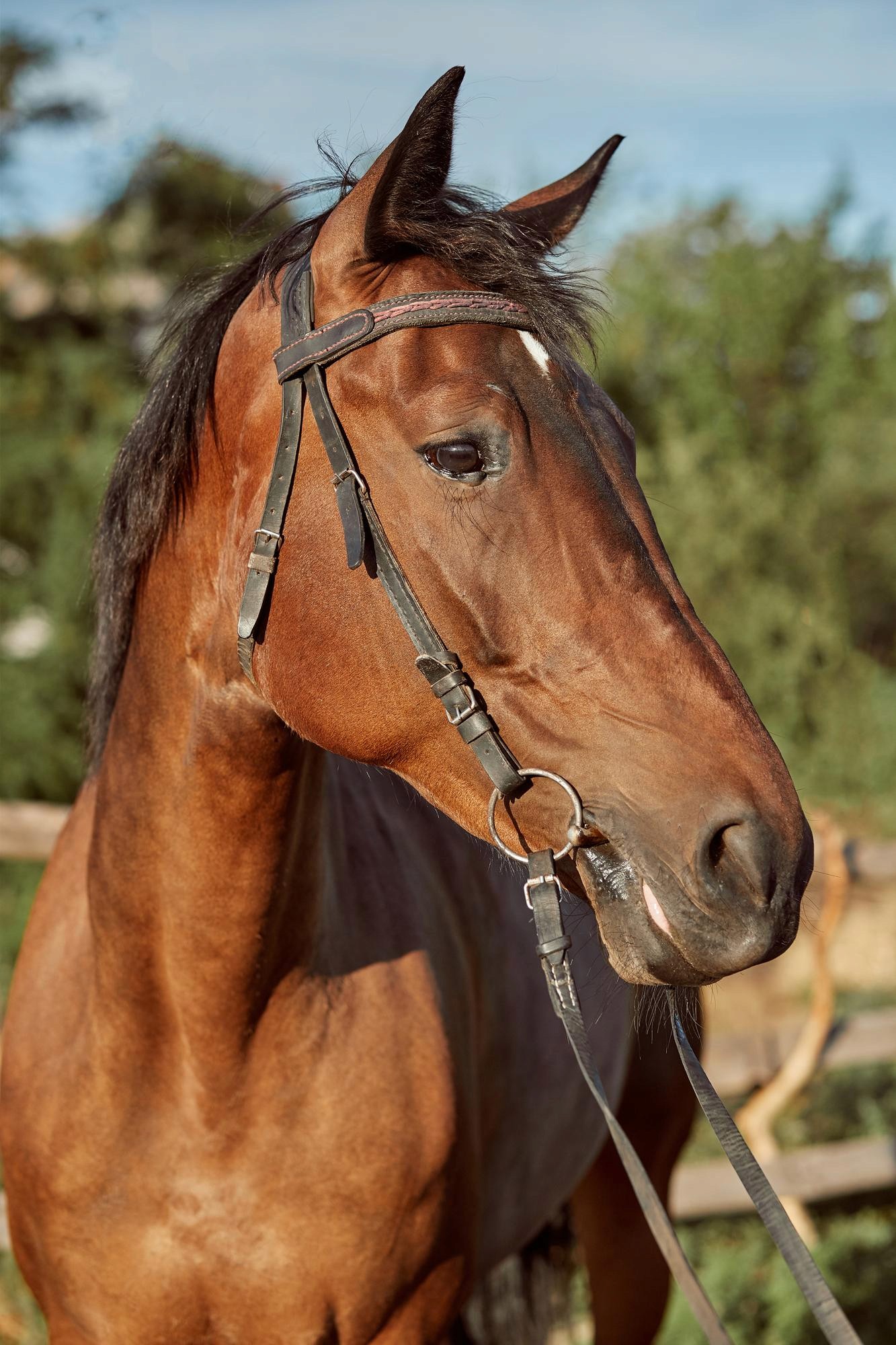 Horses Image