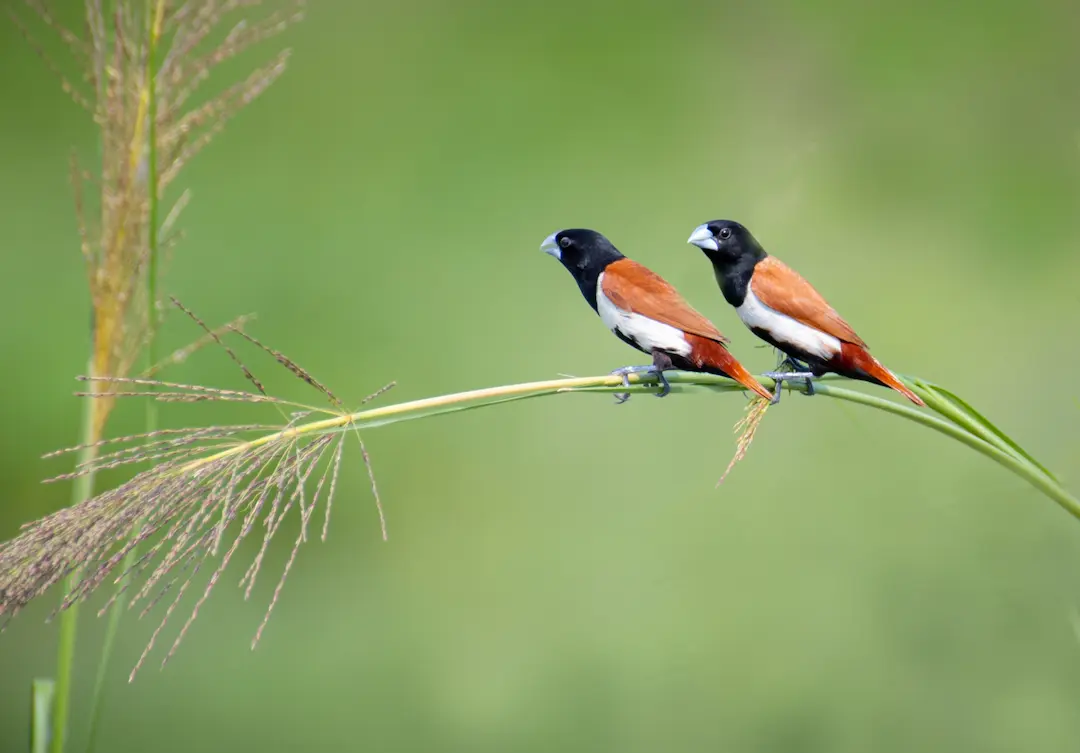 Birdwatching trails by the Nilgiris 