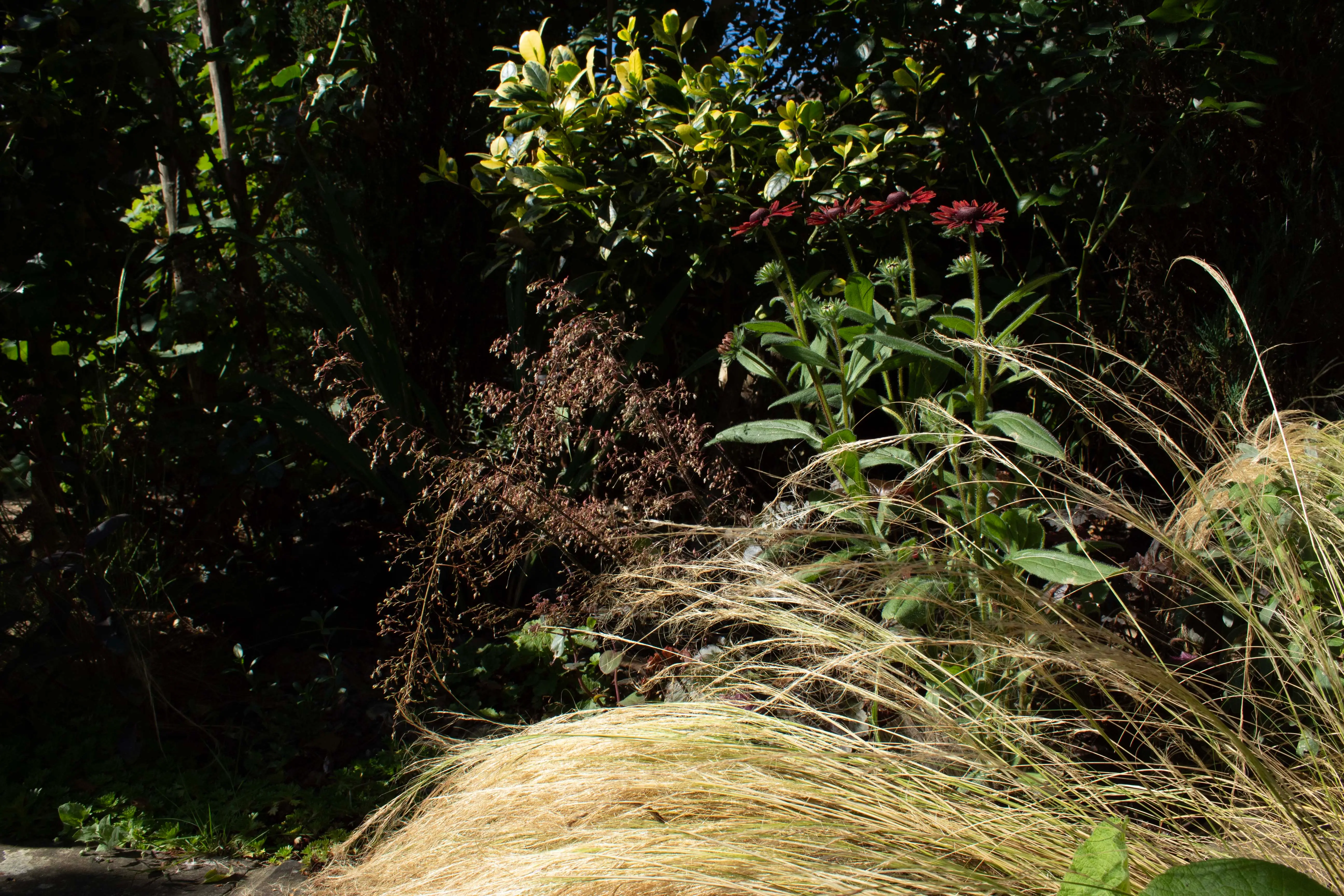 A lush garden scene with greenery, including plants and foliage, under bright sunlight.