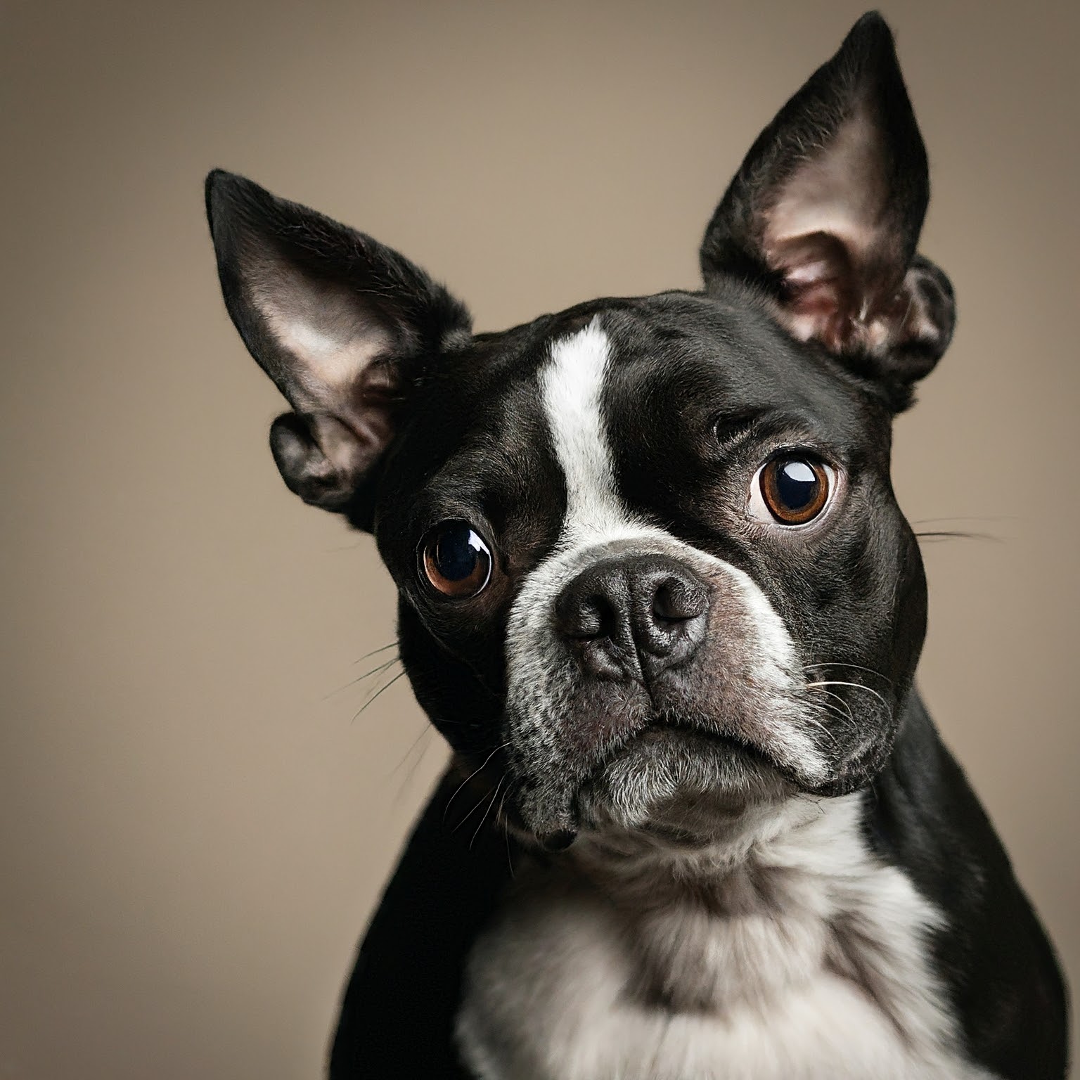 BUDDYUNO, Boston Terrier