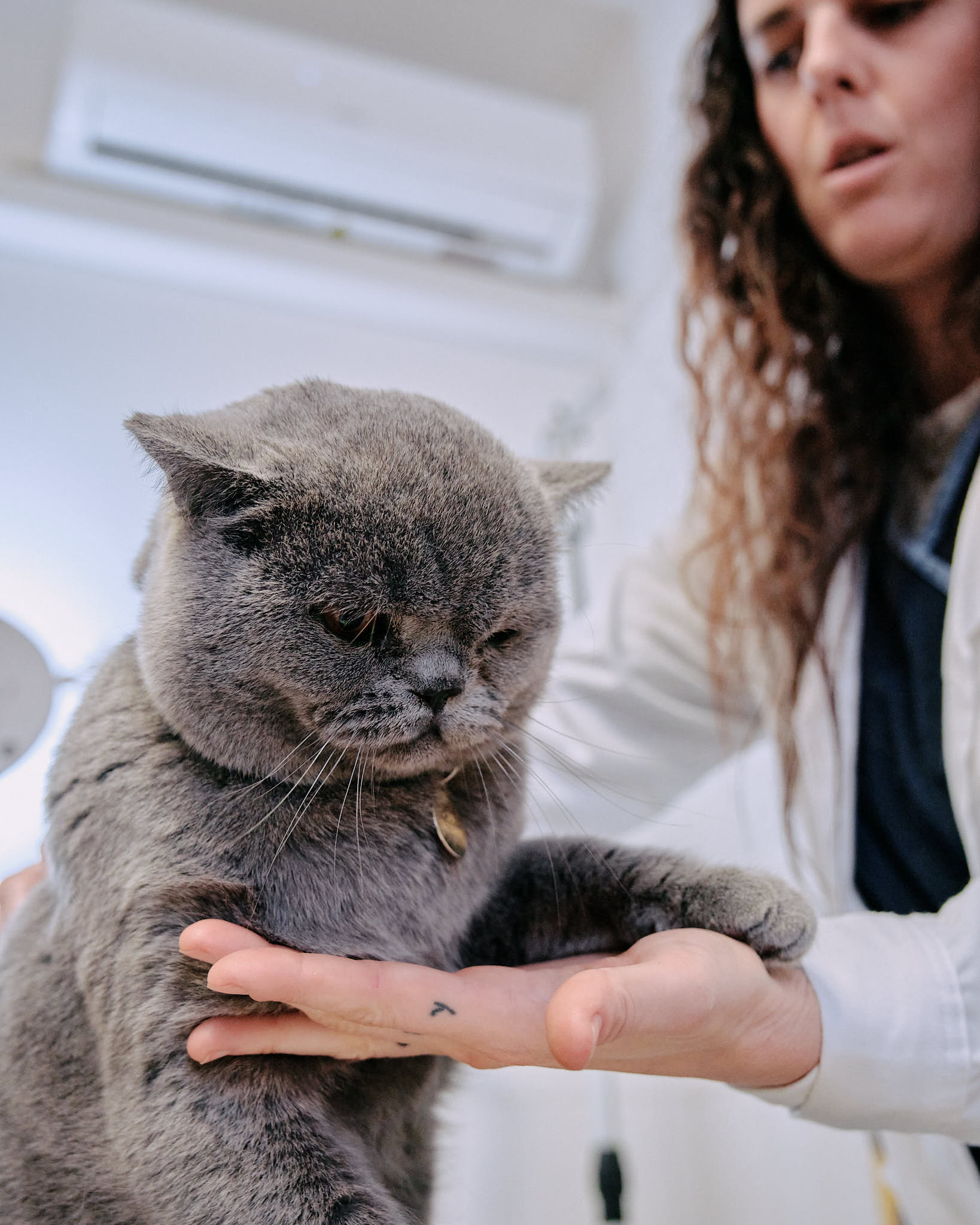 A grey British Shorthair cat being gently examined by a veterinarian in a bright clinic.