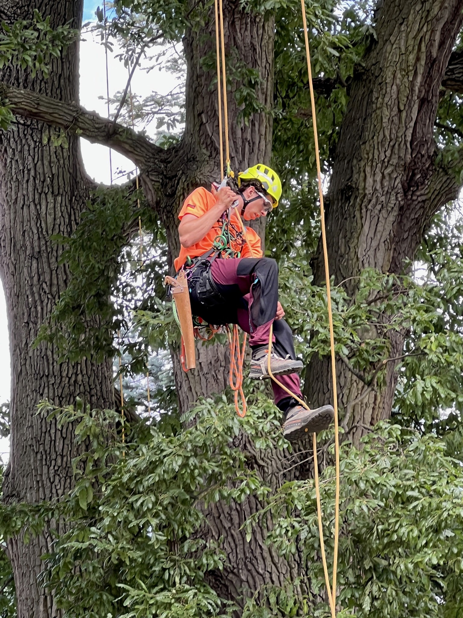 A tree arborist is working in the tree.