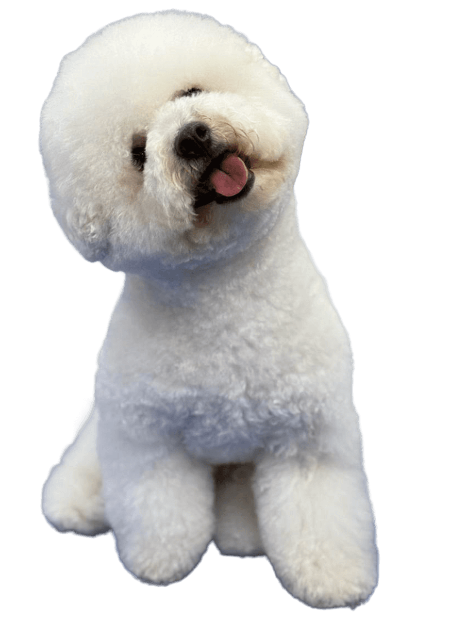 Full Grooming Animation Image