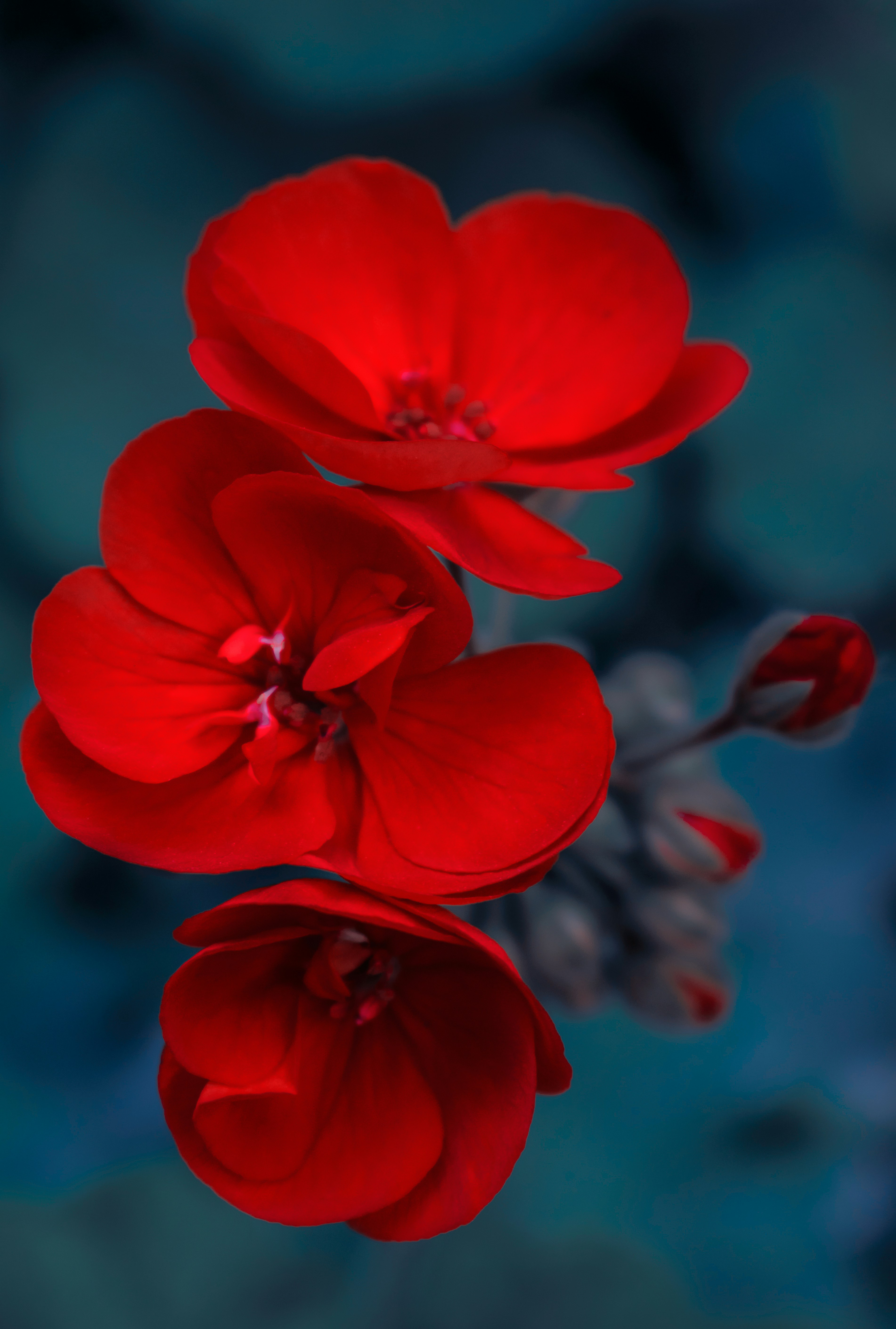 red flovers