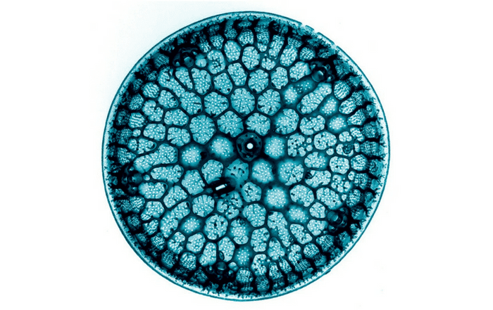 microalgae