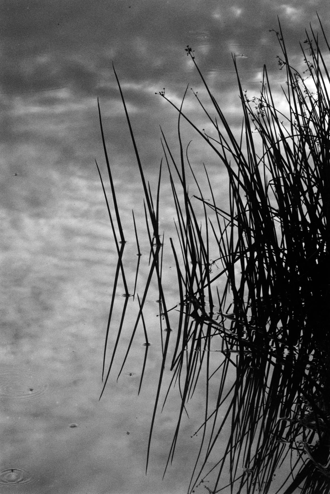 Reed stems in sharp focus against reflective water surface with cloudy sky reflection