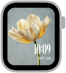 spring tulips Apple Watch face preview 5 featuring floral, watercolor, and spring.