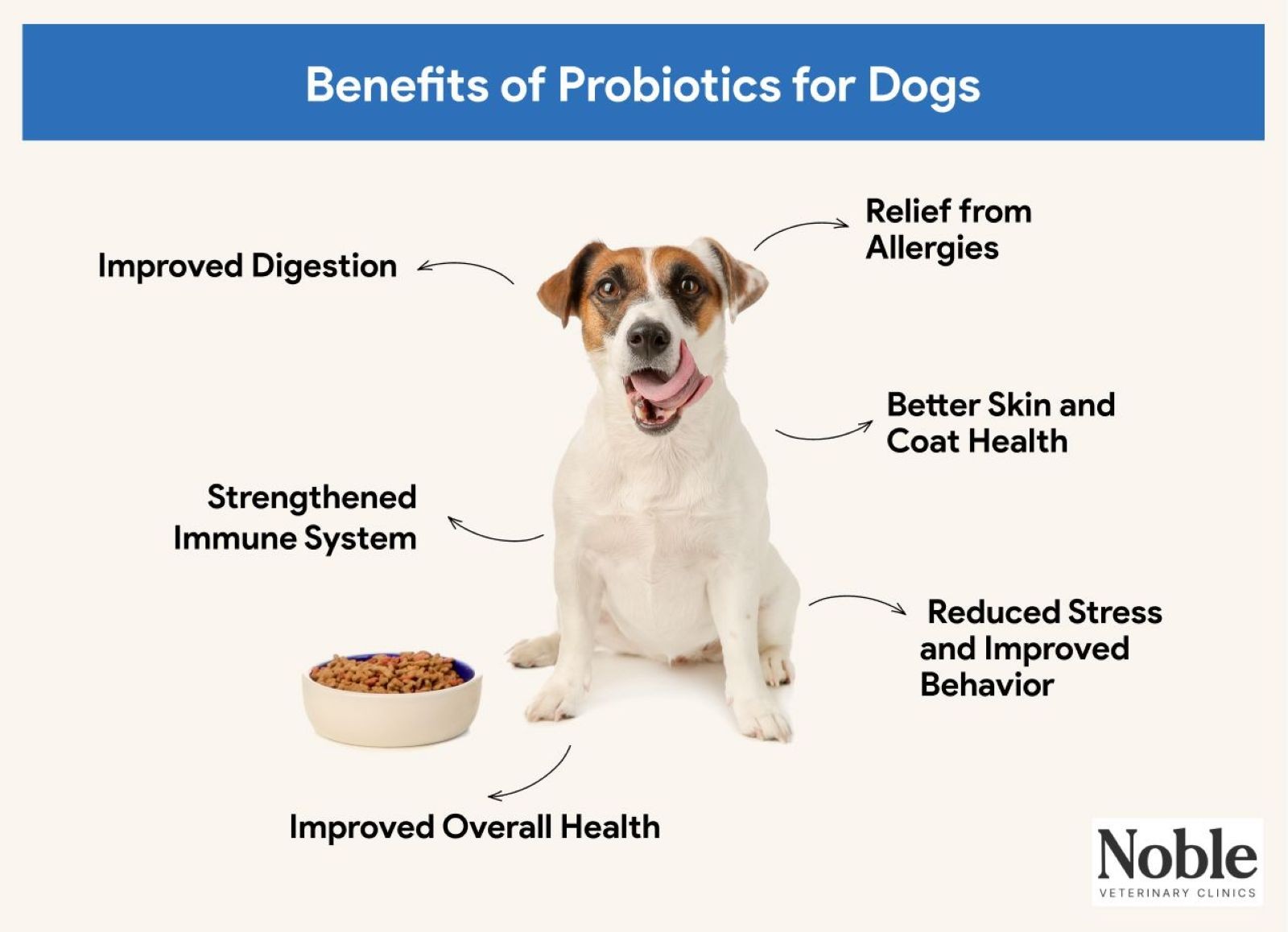 An infographic detailing the benefits of probiotics for dogs.