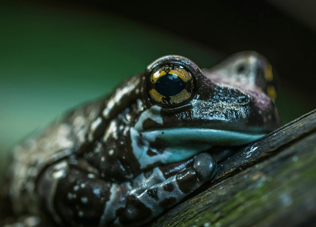 A golden-eyed tree frog on a branch