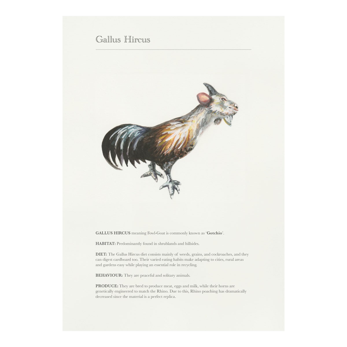 Gallus Hircus