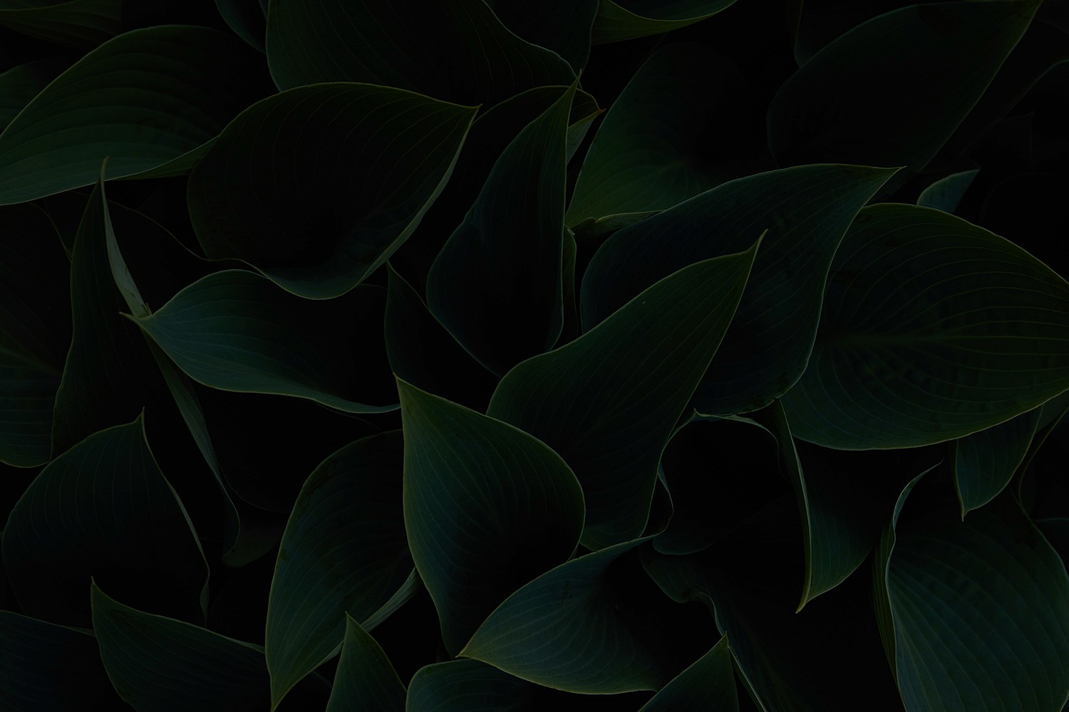 Tree branches reach towards a clear, blue sky.