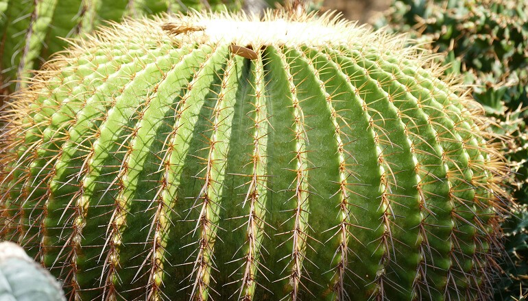 Cactus in Arizona